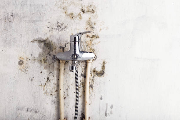 Best Bathroom Mold Remediation in Greenfield, IN