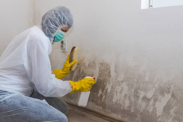 Best Industrial Mold Remediation in Greenfield, IN
