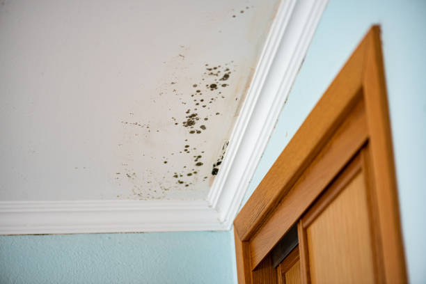 Best Post-Flood Mold Remediation in Greenfield, IN