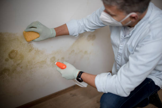 Best DIY Mold Remediation Support Services in Greenfield, IN