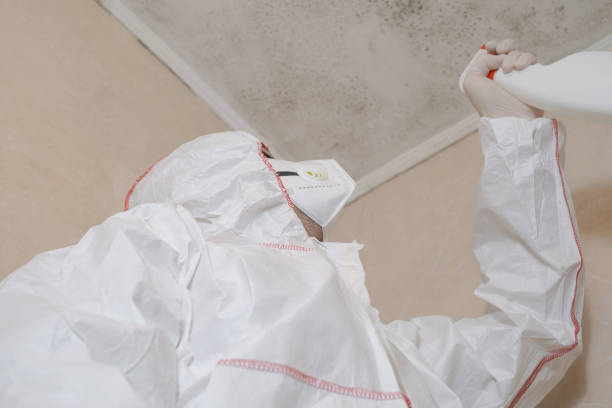 Best Kitchen Mold Remediation in Greenfield, IN