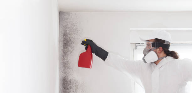 Best Localized Mold Remediation (e.g., coastal areas, humid climates) in Greenfield, IN