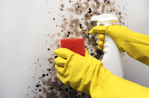 Best Mold Remediation for Specific Building Types in Greenfield, IN